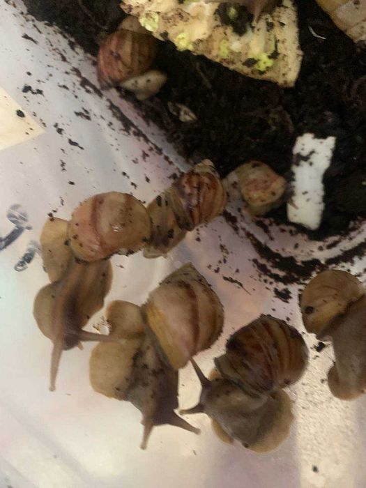 Ахатинские улитки