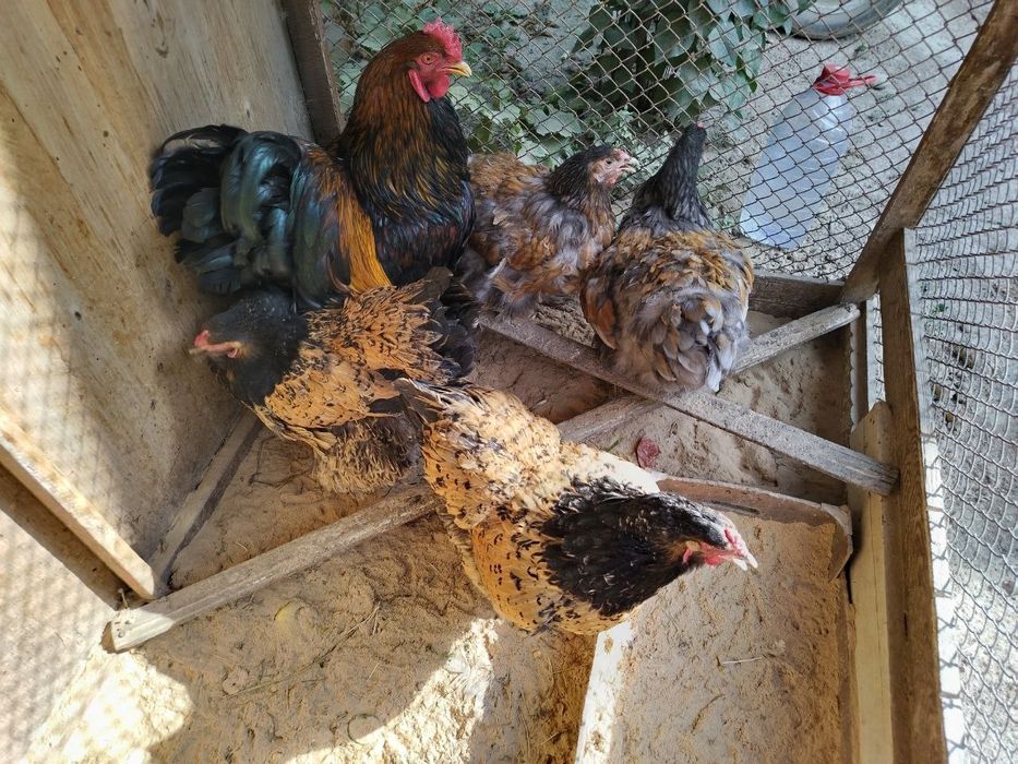 Brama Tuxumlari Sotuvda Rasmdigi Patlariga Qareng Qoni Toza Brama