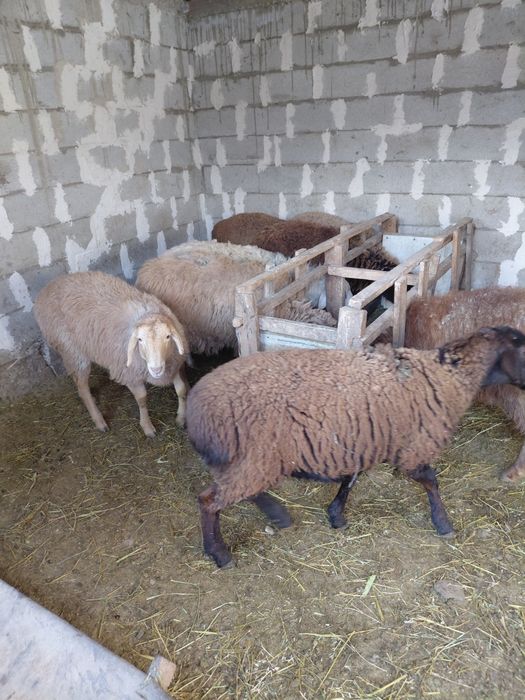 Токтылар сатылады