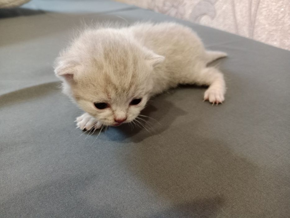 Шотландская вислоухяя кошечка