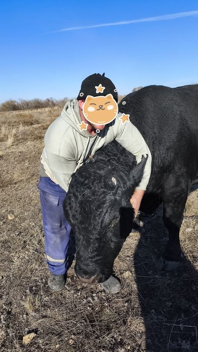 Продам быка два года