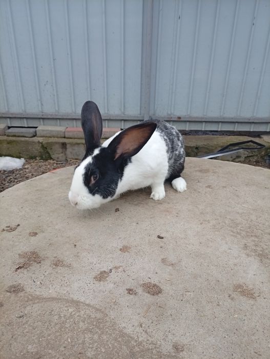 Iepurași Rex pitic pui și rățoi leșești.