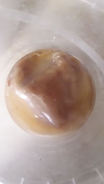 Продам    не дорого     чайный    гриб