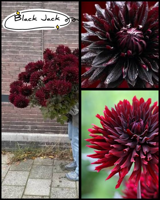 Dalii diferite soiuri