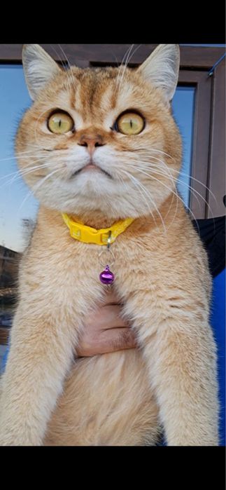 Золотая шиншила 1 ёш емланган еркак зот олишга таййор