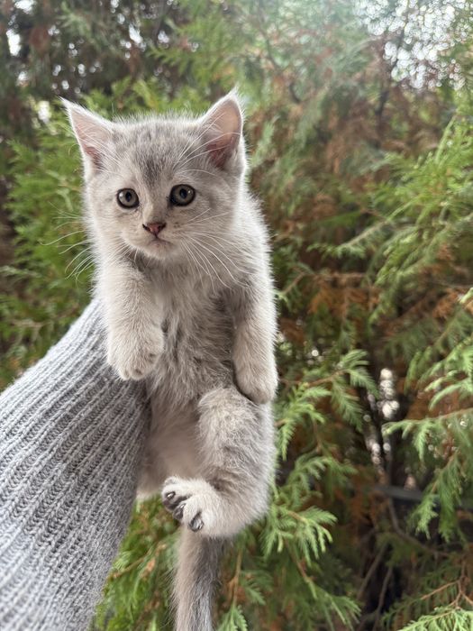 Отдам котят в хорошие руки!