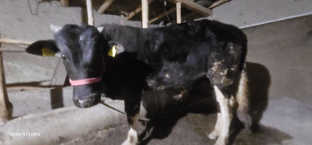 Ho‘kiz sotiladi  sog‘lom