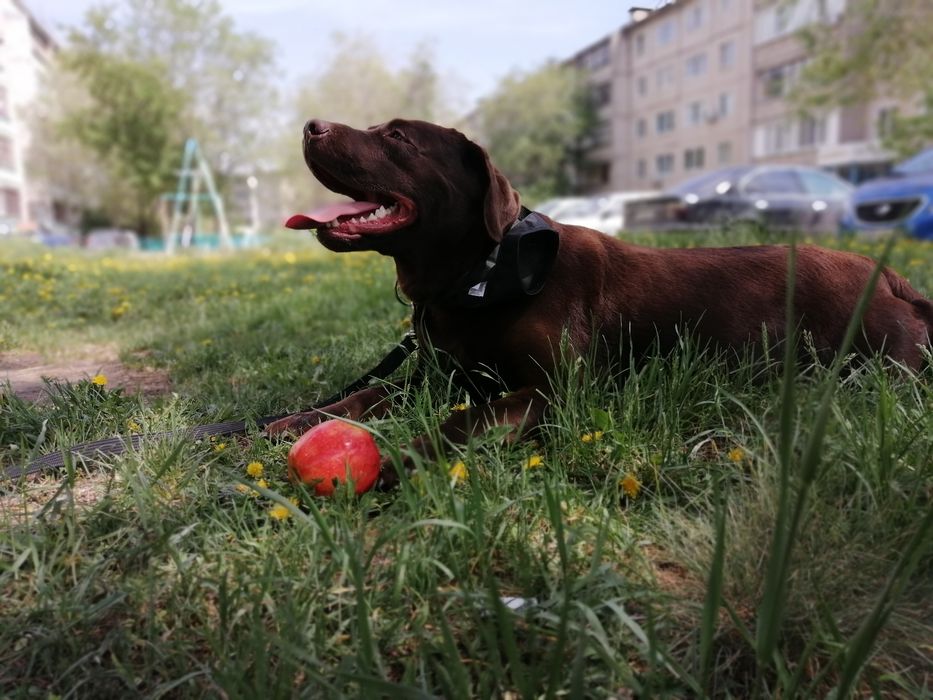 Ищу подругу для вязки лабрадор