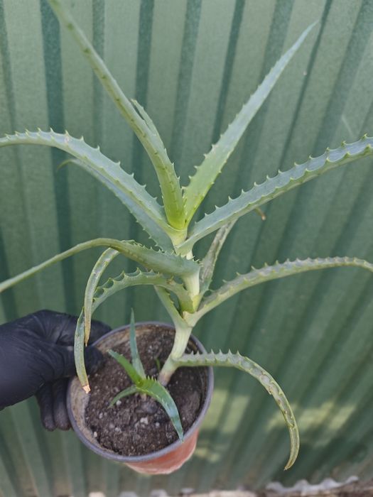 Продам  алоэ   .