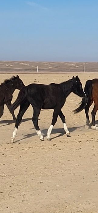 Жабағы Карабайыр тұқымы