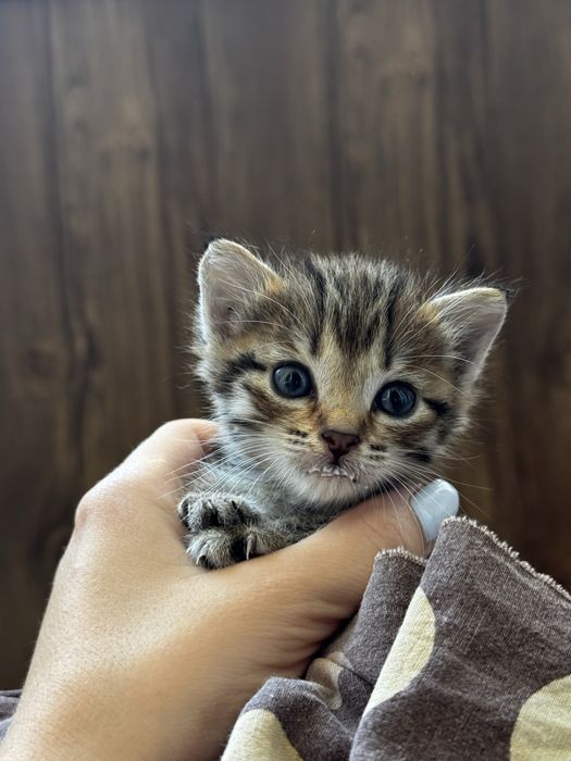 Котята ищут семью