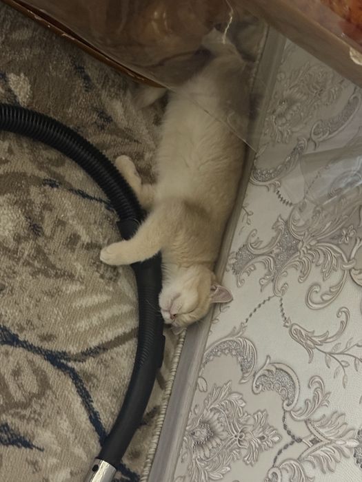 Кот , шотландская шиншила