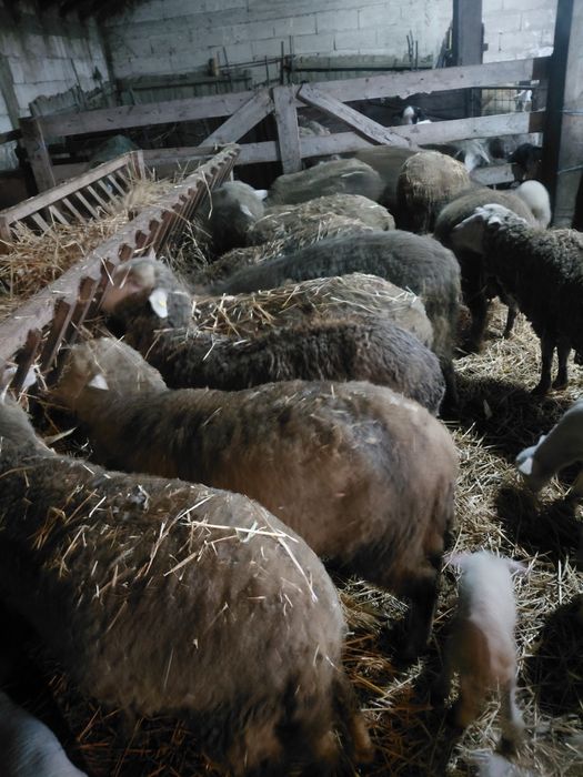 Vand 70 de oi , o parte din ele fatate