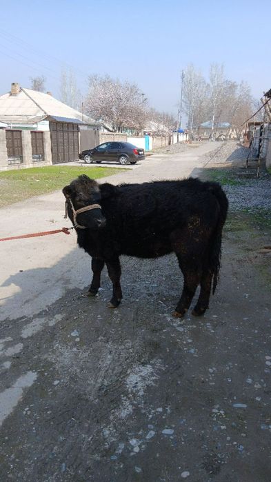 Angus gunajin sotiladi