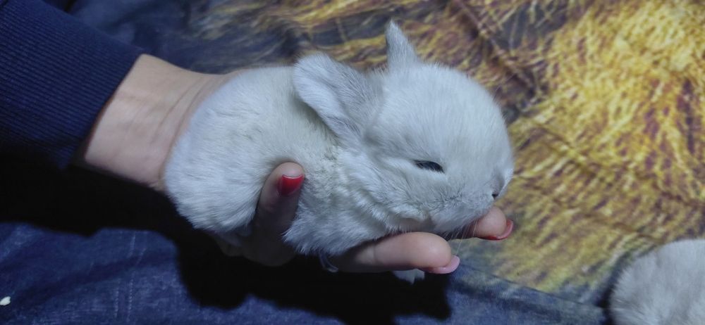 Vând pui berbec pitic