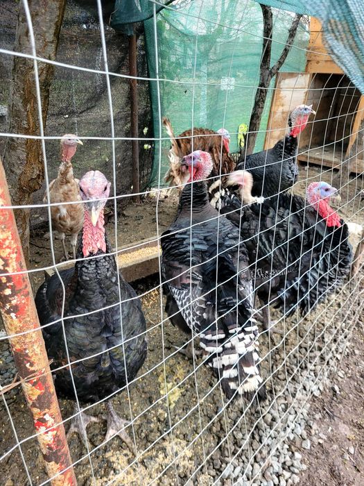 Vând curcani  potriviți pentru sacrificat