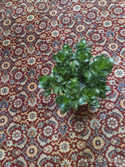 Каланхоэ. Очень красивый цветок.