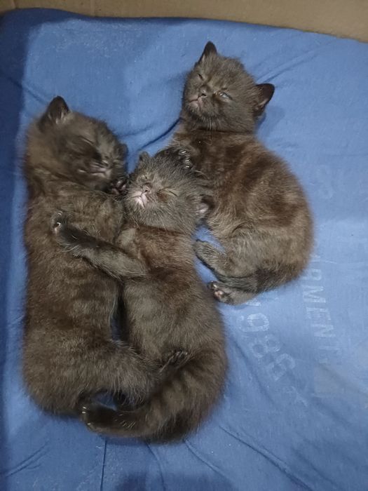 Продам котят скотишфолд