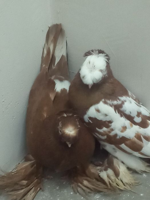 Срочно продаётся две чини самка и самец  г. Туркестане