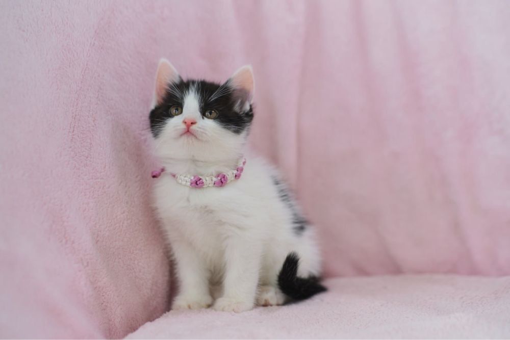 Европейские короткошерстные котята