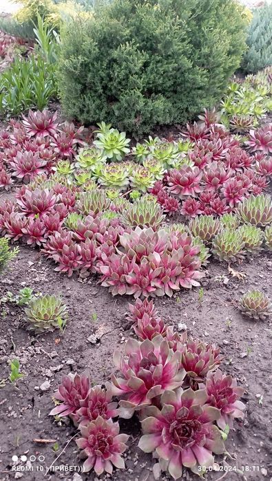 Цветы"Каменная роза"или Молодило