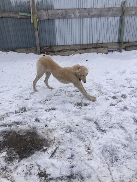 Тазы кушык сатылады