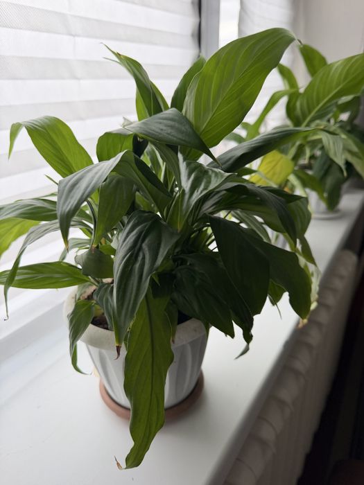 Цветы комнатные разные