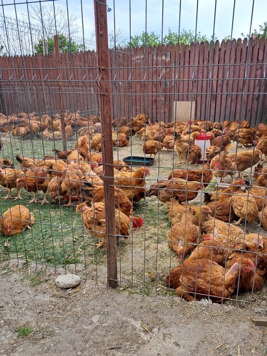 Cocoși și gaini de tara