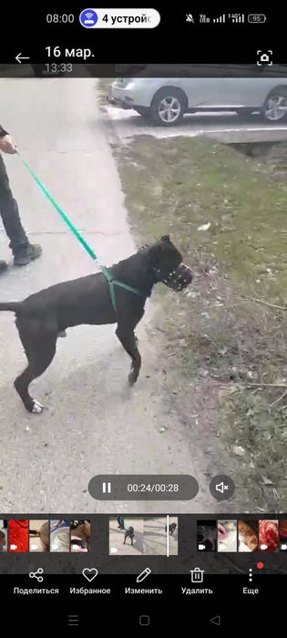 Продам кобеля питбуля