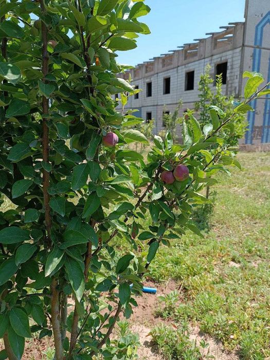 Здания с земельным участком