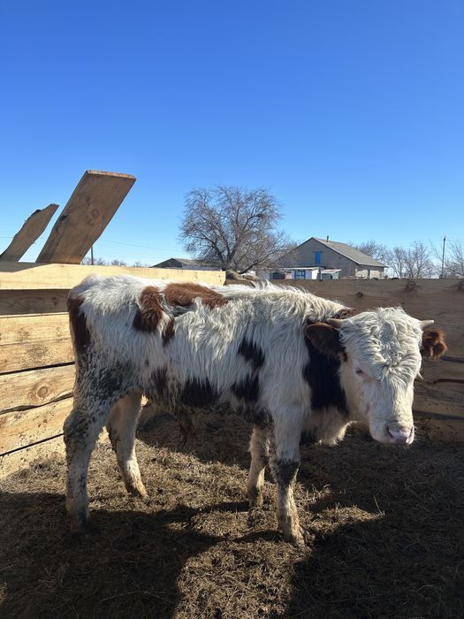 Проодам бычков откорм