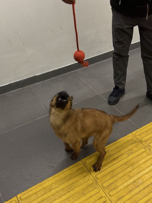 Щенок белгийский малинуа