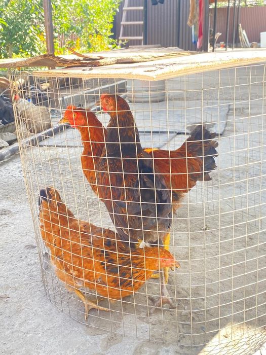продам цыплят домашних