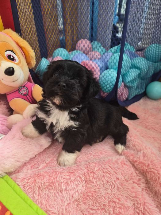 Bichon havanez canisa autorizata FCI si ACHR