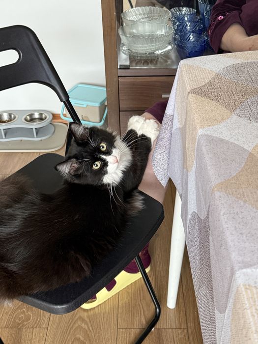 Ищем семью коту