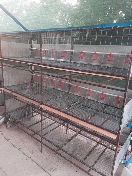 Клетки для бройлеров
