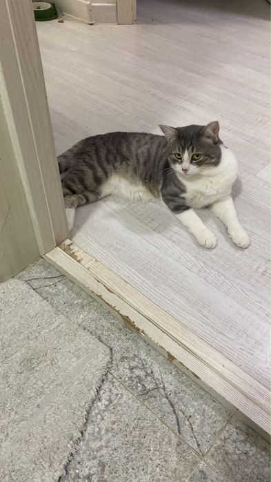 Отдам кота в добрые руки
