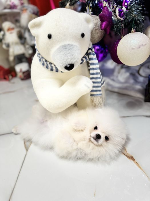 Pomeranian Fci pedigree