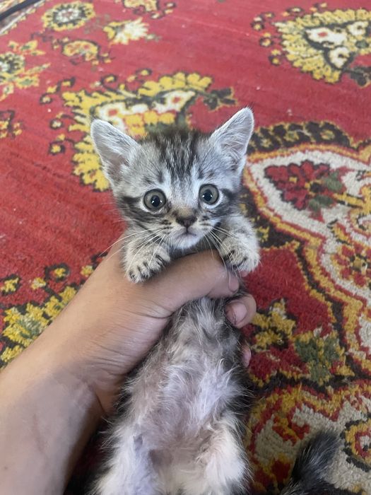Mushuklar sotiladi