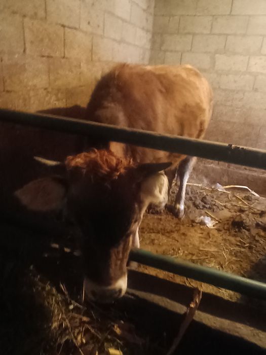 Продам телочку ,полуалатау