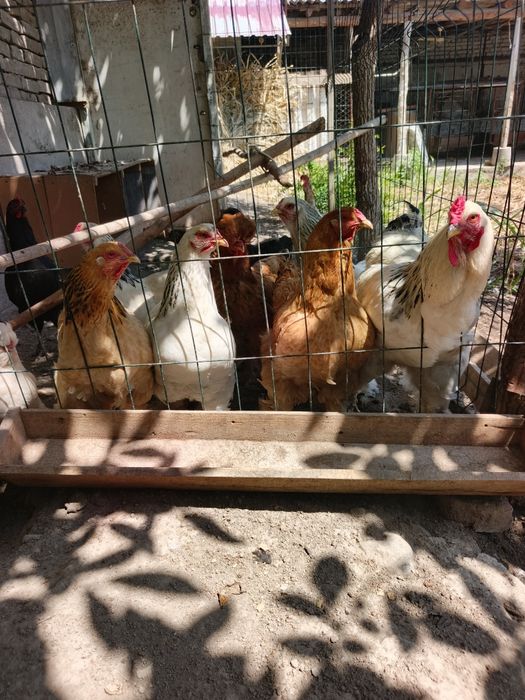 Продаю кур и Петух