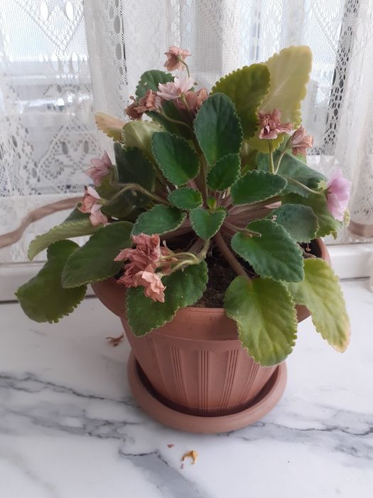 Продам комнатные растения, цветы.