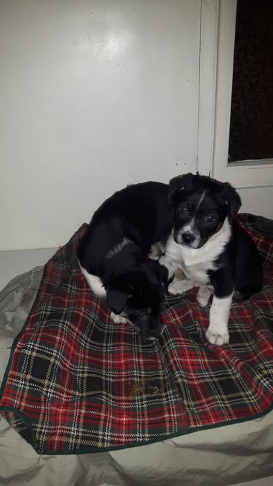 Щеночки- звоночки дружочки