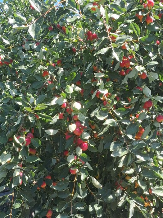 Дача на первой водоколонке. Вьезд во вторые ворота