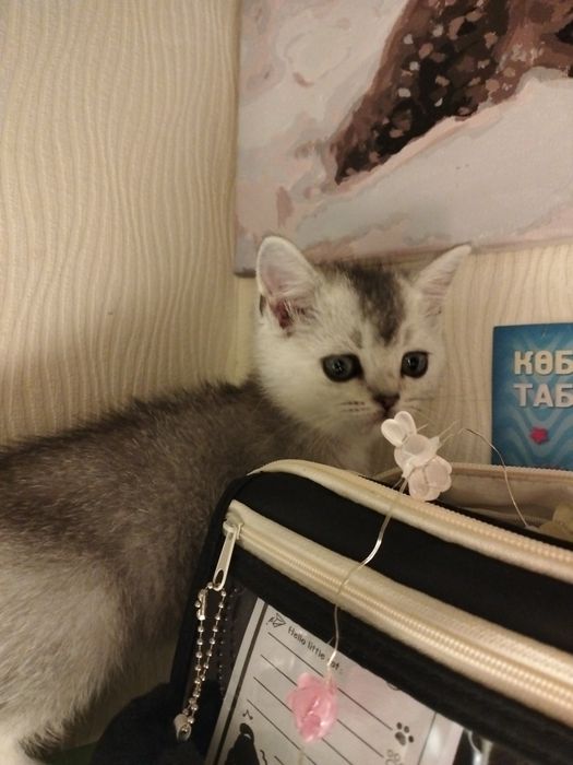 Британские котята