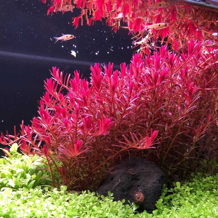 Аквариумные растения - Роталлы