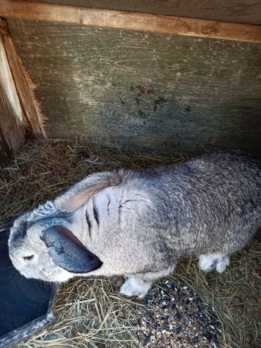 Продам кроликов