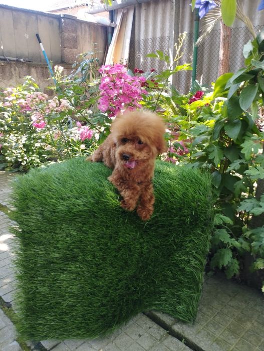 Той Пудел Toy Poodle.