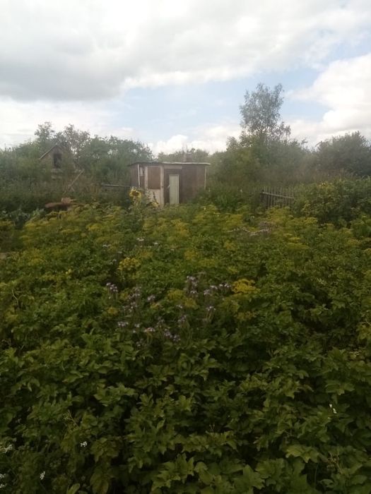 Дача в общещстве Ромашка