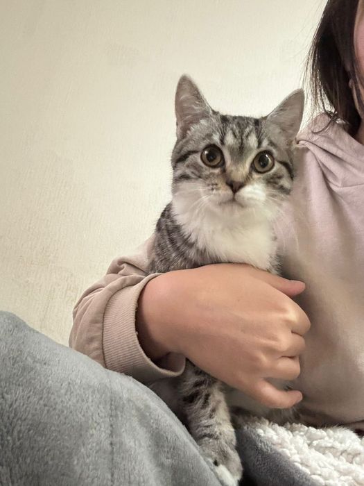 Котенок ищет дом